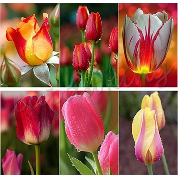 Tulipa Flores De Diamante Pintura Handmade De Presente De Primavera Vitalidade Imagens Completo Bordado De Diamante Mosaico De Arte Em Ponto Cruz Kit Decoração